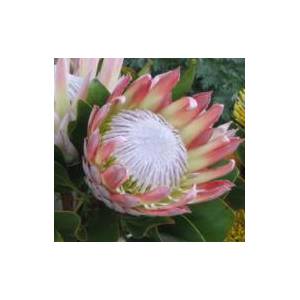 Krzew cukrowy (protea simplex) nasiona