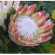 Krzew cukrowy (protea simplex) nasiona