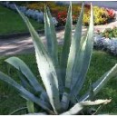 Agawa (Agave Americana) nasiona