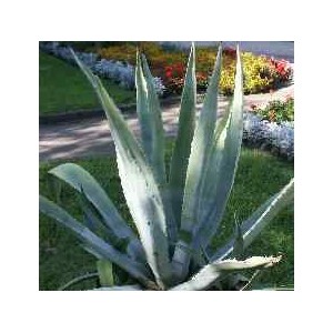 Agawa (Agave Americana) świeże nasiona 10 szt