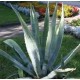 Agawa (Agave Americana) nasiona