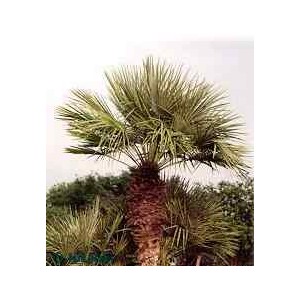 Palma Karłatka niska (Chamaerops Humilis) 1 nasiono