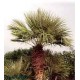 Palma Karłatka niska (Chamaerops Humilis) nasiona