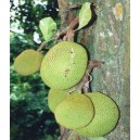 Drzewo Chlebowe, Chlebowiec Różnolistny (Artocarpus Heterophyllus) sadzonki