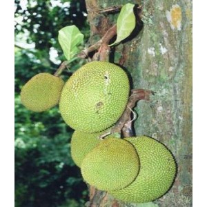 Drzewo Chlebowe, Chlebowiec Różnolistny (Artocarpus Heterophyllus) roczne sadzonki