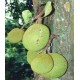 Drzewo Chlebowe, Chlebowiec Różnolistny (Artocarpus Heterophyllus) sadzonki
