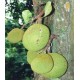 Drzewo Chlebowe, Chlebowiec Różnolistny (Artocarpus Heterophyllus) roczne sadzonki