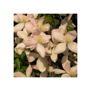 Powojnik - Pnącze (Clematis Montana) nasiona 5 szt