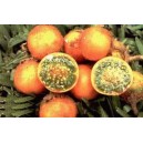 Naranjila Owocująca (Solanum Quitoense) nasiona