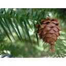 Stroigła Chińska, Kuningamia Lancetowata (Cunninghamia Lanceolata) nasiona