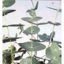 Eukaliptus (Eucaliptus Periniana) nasiona