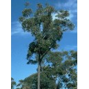 Eukaliptus (Eucaliptus Sieberi) nasiona