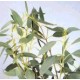 Eukaliptus (Eucaliptus Coccifera) nasiona