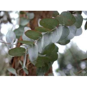 Eukaliptus (Eucaliptus Cineira) nasiona 10 szt