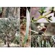 Eukaliptus (Eucaliptus Goniocalyx) nasiona 10 szt