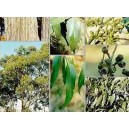 Eukaliptus (Eucaliptus Obliqua) nasiona