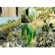 Eukaliptus (Eucaliptus Obliqua) nasiona
