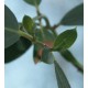 Eukaliptus (Eucaliptus Ridsonii) nasiona