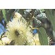 Eukaliptus Gałkowy (Eucaliptus Globulus) nasiona 10 szt