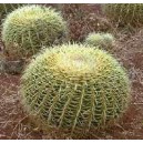 Kaktus Fotel Teściowej (Echinocactus Grusonii) nasiona