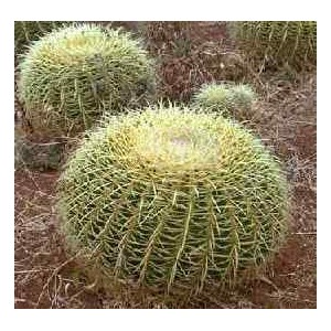 Kaktus Fotel Teściowej (Echinocactus Grusonii) 3 nasiona