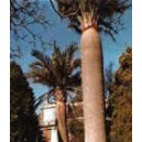 Palma Miodowa (Jubaea Chilensis) nasiona