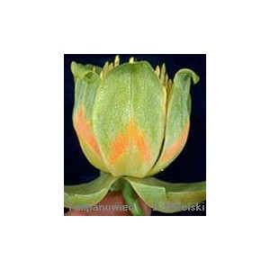 Tulipanowiec (Liriodendron Tulipifera) nasiona 50 szt
