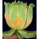 Tulipanowiec (Liriodendron Tulipifera) nasiona