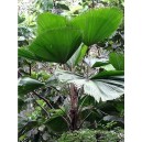 Palma Wachlarzowata (Licuala Grandis) nasiona