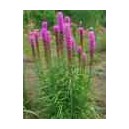 Liatra Kłosowa (Liatris Spicata) nasiona