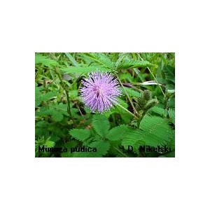 Mimoza, Czułek wstydliwy (Mimosa Pudica) nasiona 30 szt