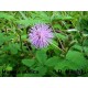 Mimoza, Czułek wstydliwy (Mimosa Pudica) nasiona