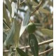 Oliwka Europejska (Olea Europea) świeże nasiona 3 szt
