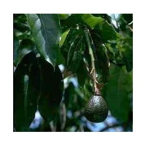 Awokado (Persea Americana) nasiona