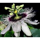 Męczennica (Passiflora Edulis) nasiona