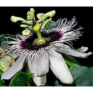 Męczennica (Passiflora Edulis) nasiona 40 szt