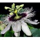 Męczennica (Passiflora Edulis) nasiona