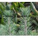 Pinia na Bonsai (Pinus Pinaster) nasiona
