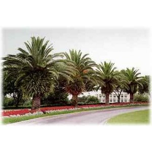 Daktylowiec Kanaryjski (Phoenix Canariensis) nasiona 5 szt