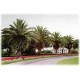 Daktylowiec Kanaryjski (Phoenix Canariensis) nasiona 5 szt