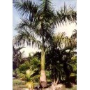 Palma Królewska (Roystonea Regia) nasiona