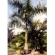 Palma Królewska (Roystonea Regia) nasiona