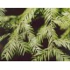 Sekwoja (Sequoia Sempervirens) nasiona
