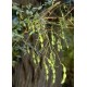 Perełkowiec Japoński (Sophora Japonica) nasiona 10 szt