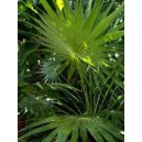 Thrinax Parvifolia (Palma) nasiona