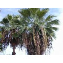 Washingtonia Robusta (Palma) nasiona