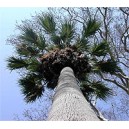 Washingtonia Filifera (Palma) nasiona