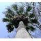 Washingtonia Filifera (Palma) nasiona