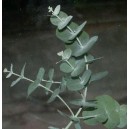 Eukaliptus (Eucaliptus Moorei) nasiona