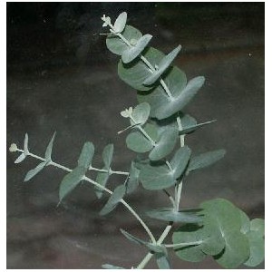 Eukaliptus (Eucaliptus Moorei) nasiona 10 szt